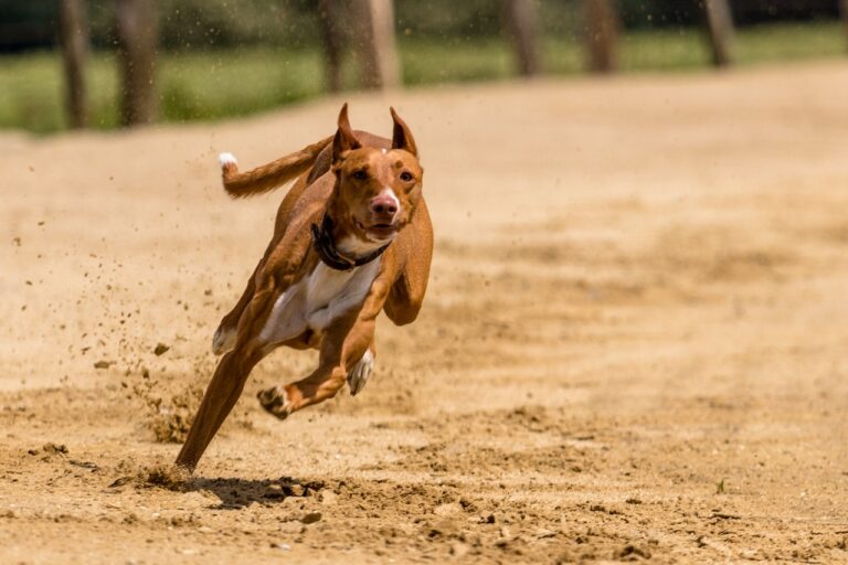 Cricket and Sports Psychology: Mental Conditioning Techniques for Peak Performance